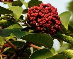 Natural Evodia Rutaecarpa Fruit Extract Powder Evodiamine CAS 518-17-2
