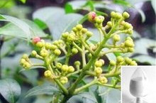 Natural Evodia Rutaecarpa Fruit Extract Powder Evodiamine CAS 518-17-2