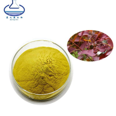CAS 528-48-3 Rhus Succedanea L Extract Powder Fisetin Powder