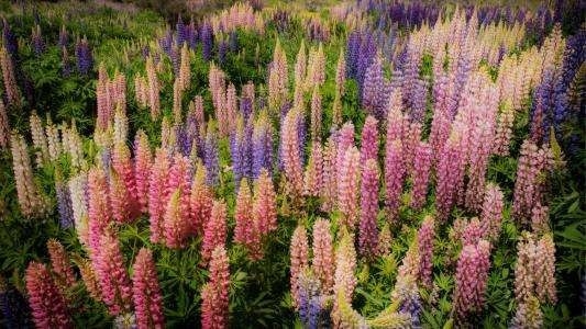 Natural Lupinus Polyphyllus Extract Lupeol For Anti Oxidation