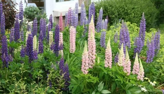 Natural Lupinus Polyphyllus Extract Lupeol For Anti Oxidation